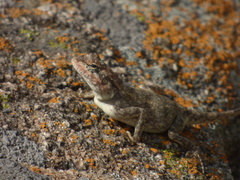 Psammophilus dorsalis