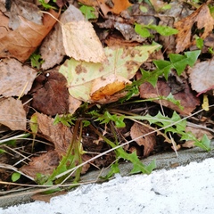 Taraxacum officinale
