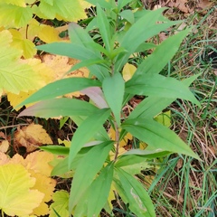 Solidago gigantea