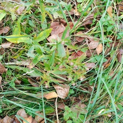 Symphyotrichum