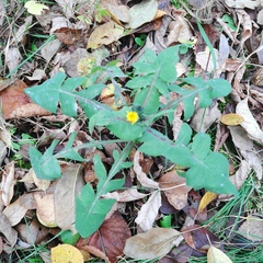 Sonchus oleraceus