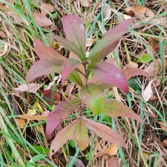 Solidago gigantea