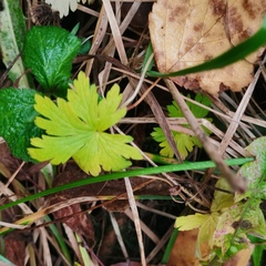 Geranium sibiricum