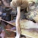 Inocybe porcorum - Photo (c) Sigrid Jakob, some rights reserved (CC BY), uploaded by Sigrid Jakob