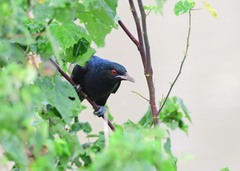 Eudynamys scolopaceus