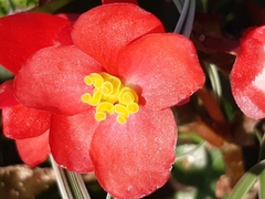 Begonia