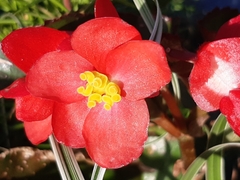 Begonia