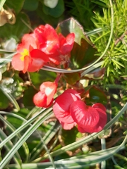 Begonia