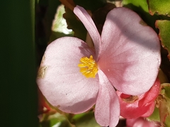 Begonia