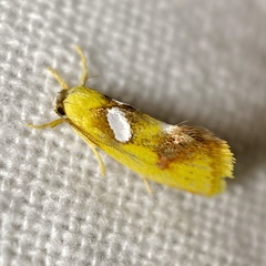 Aristeis hepialella