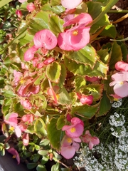 Begonia