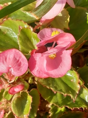 Begonia