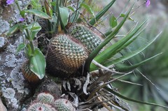 Mammillaria wagneriana