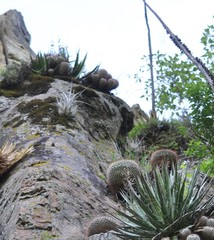 Mammillaria wagneriana