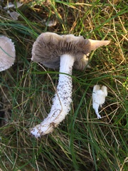 Psathyrella madida