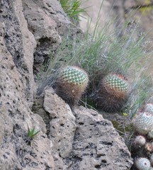 Mammillaria wagneriana