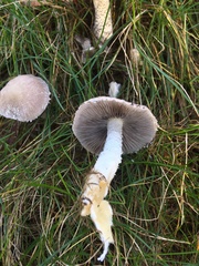 Psathyrella madida