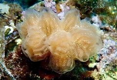 Aplidium tabarquensis
