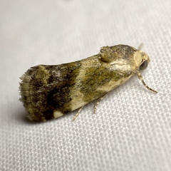 Acontia detrita