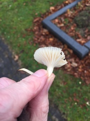 Cuphophyllus virgineus