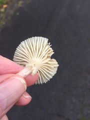 Cuphophyllus virgineus