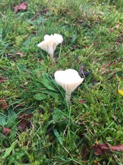 Cuphophyllus virgineus