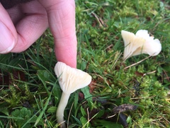 Cuphophyllus virgineus