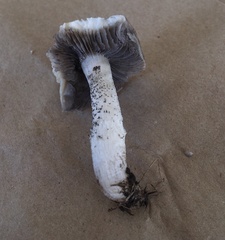 Psathyrella madida