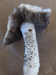 Psathyrella madida