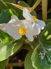 Begonia
