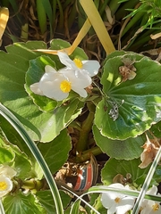 Begonia