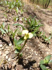 Commelina africana