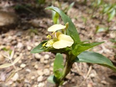 Commelina africana