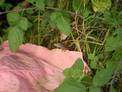 Algyroides nigropunctatus