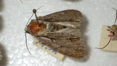 Acronicta psi