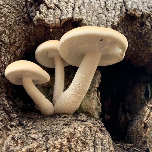 Elm Mushroom
