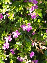 Cuphea hyssopifolia