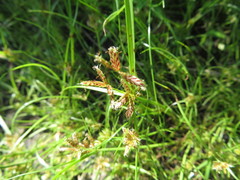 Cyperus diandrus