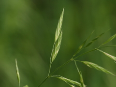 Bromus catharticus