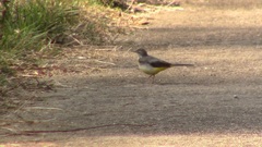 Motacilla cinerea