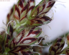 Cyperus diandrus