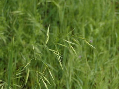 Bromus catharticus
