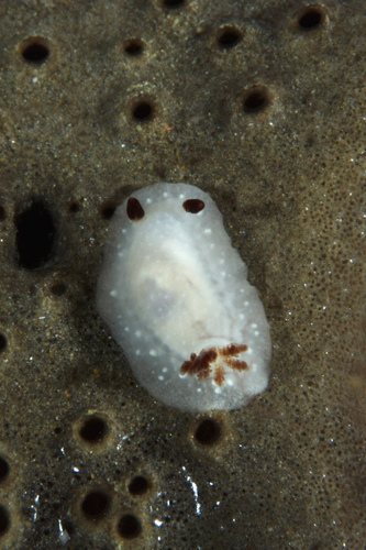 Cadlina pellucida