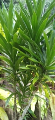 Dracaena