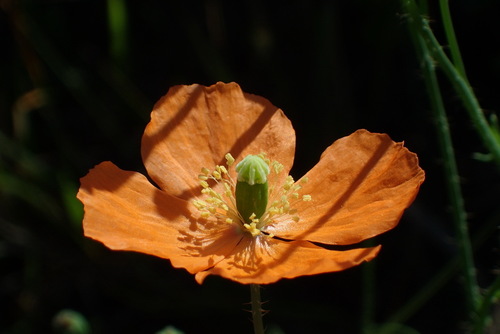 Orange poppy (Afropapaver aculeatum)