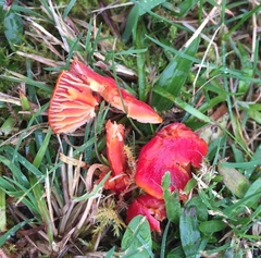Hygrocybe coccinea