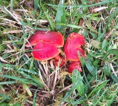 Hygrocybe coccinea