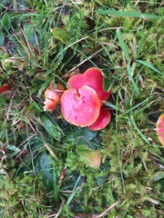 Hygrocybe coccinea