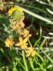 Bulbine frutescens