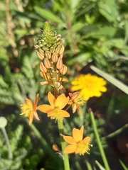 Bulbine frutescens